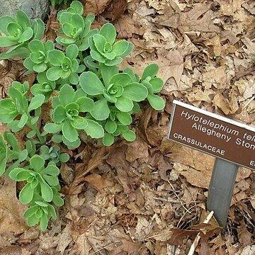 Hylotelephium telephioides unspecified picture