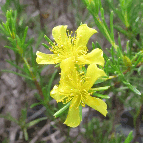 Hypericum brachyphyllum unspecified picture