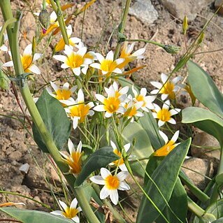 Romulea leipoldtii unspecified picture