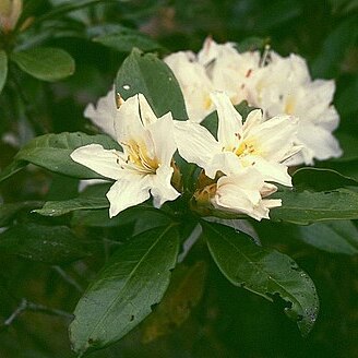 Rhododendron moulmainense unspecified picture