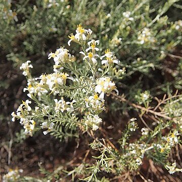 Olearia subspicata unspecified picture