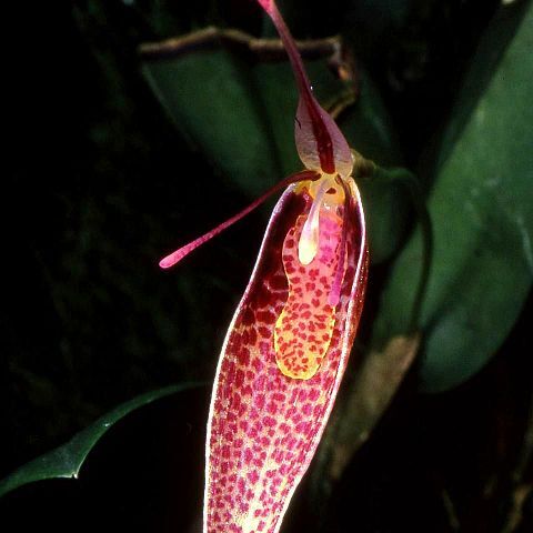 Restrepia roseola unspecified picture