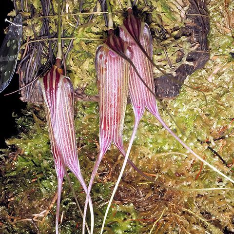 Masdevallia patula unspecified picture