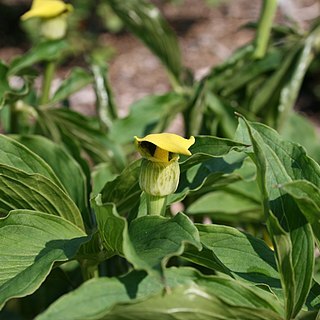 Arisaema flavum unspecified picture