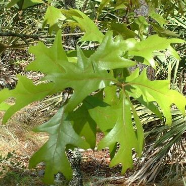 Quercus laevis unspecified picture