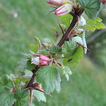 Ribes alpestre unspecified picture