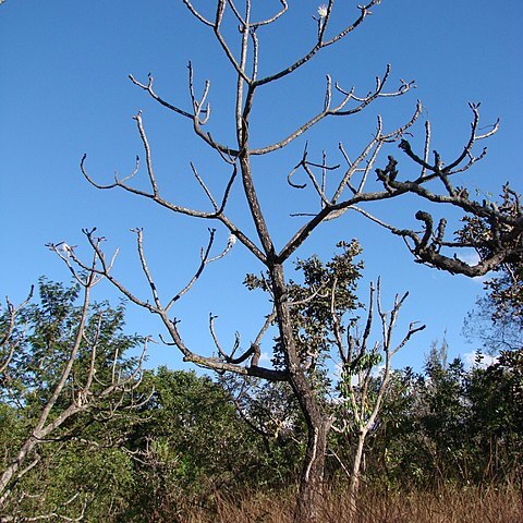 Pseudobombax longiflorum unspecified picture