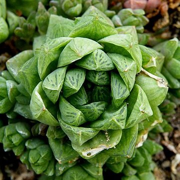 Haworthia cymbiformis var. obtusa unspecified picture