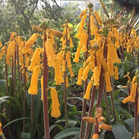 Lachenalia flava unspecified picture