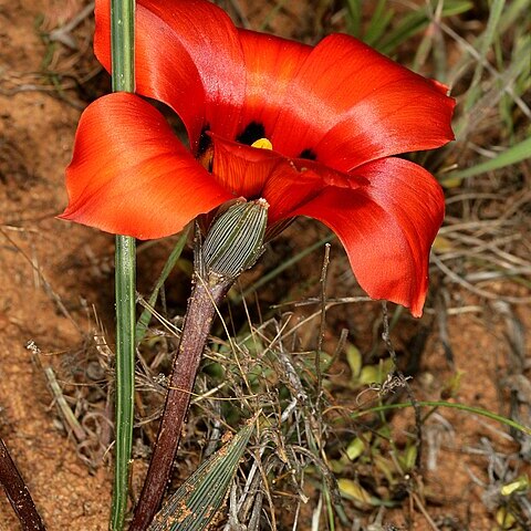 Romulea unifolia unspecified picture