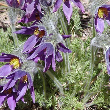 Pulsatilla unspecified picture