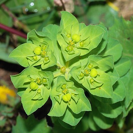 Euphorbia unspecified picture