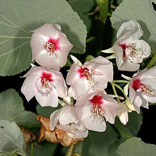 Dombeya pulchra unspecified picture