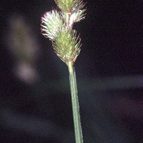 Carex tribuloides unspecified picture