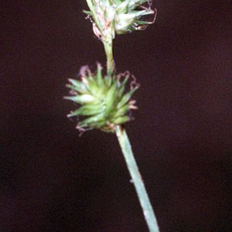 Carex festucacea unspecified picture