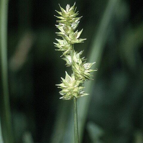 Carex sparganioides unspecified picture