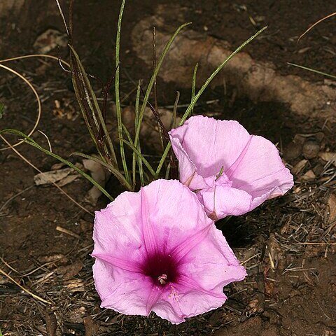 Ipomoea bolusiana unspecified picture