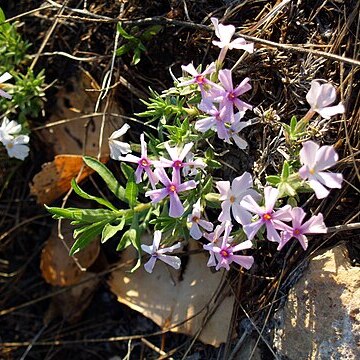 Phlox alyssifolia unspecified picture