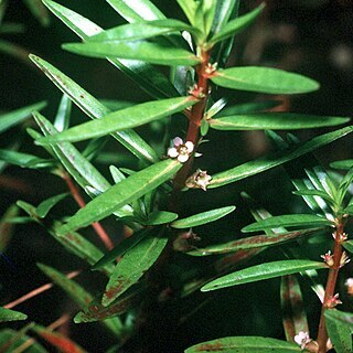 Rotala ramosior unspecified picture