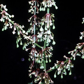 Rumex verticillatus unspecified picture