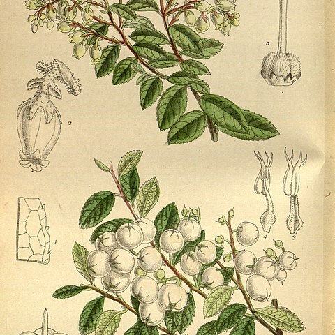 Gaultheria cuneata unspecified picture