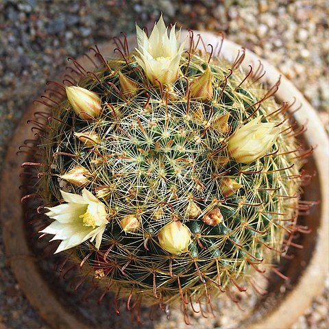 Mammillaria nana unspecified picture