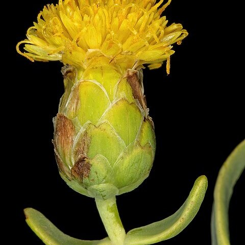 Pteronia glabrata unspecified picture