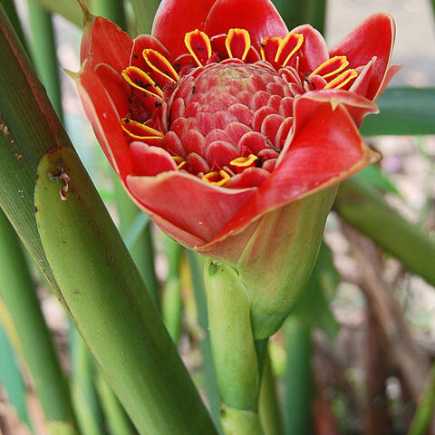 Etlingera hemisphaerica unspecified picture