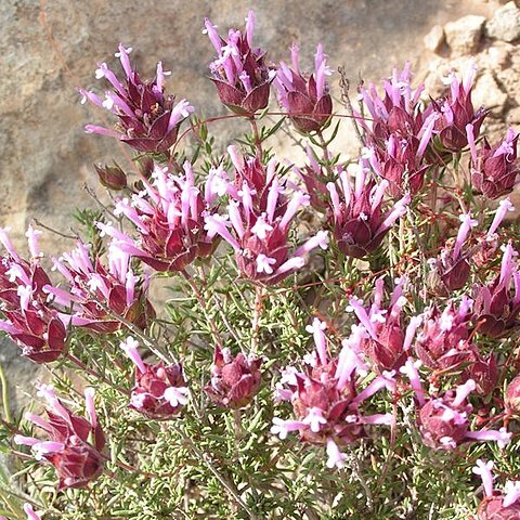 Thymus moroderi unspecified picture