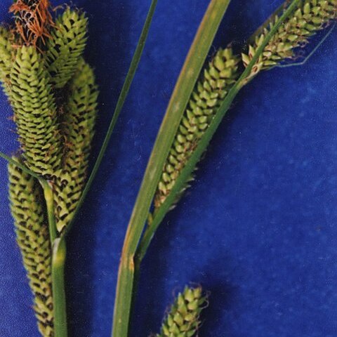 Carex lenticularis unspecified picture