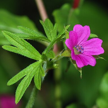 Geranium unspecified picture