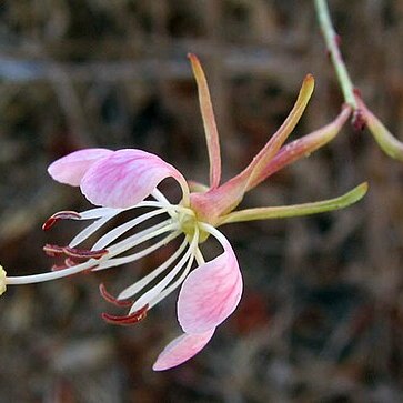 Oenothera sinuosa unspecified picture