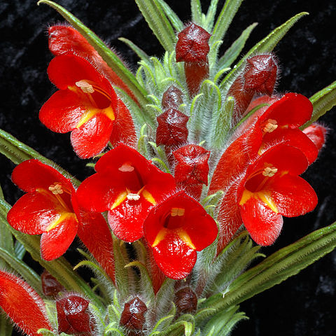 Columnea flexiflora unspecified picture