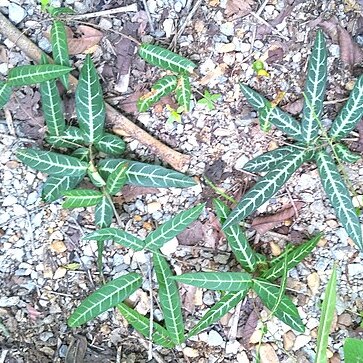 Gardneria multiflora unspecified picture