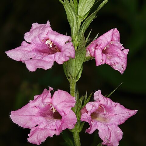 Graderia scabra unspecified picture