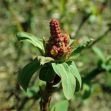 Sibiraea angustata unspecified picture