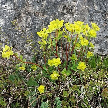 Euphorbia alpina unspecified picture