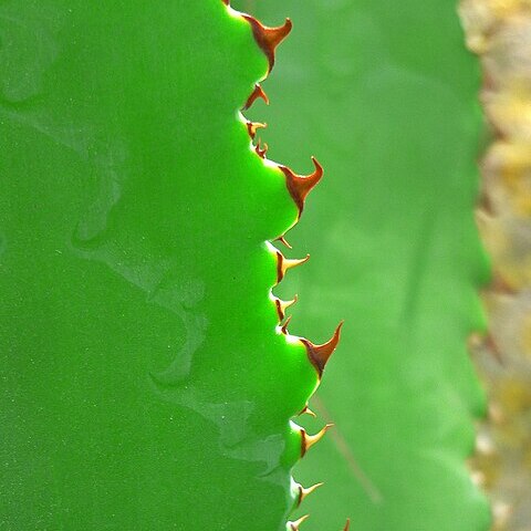 Agave bovicornuta unspecified picture