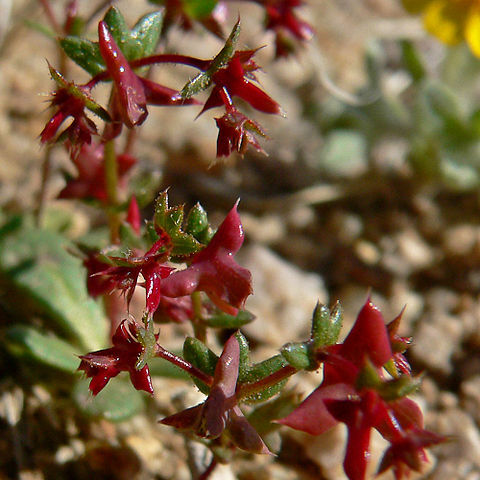 Centrostegia unspecified picture