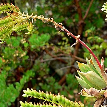 Dudleya candelabrum unspecified picture