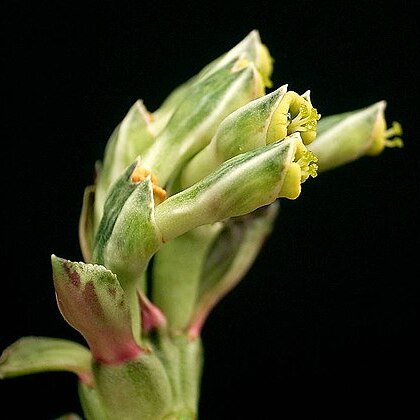 Euphorbia yattana unspecified picture