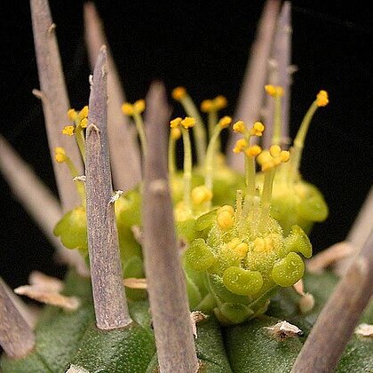 Euphorbia ferox unspecified picture