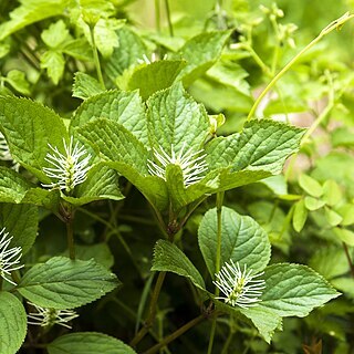 Chloranthus fortunei unspecified picture