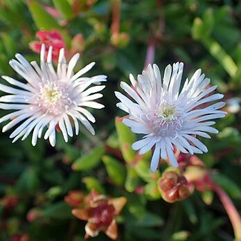 Drosanthemum micans unspecified picture