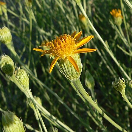 Adenophyllum cooperi unspecified picture