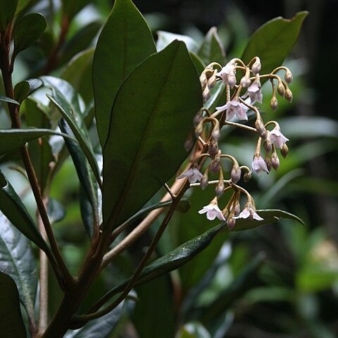 Ardisia pleurobotrya unspecified picture