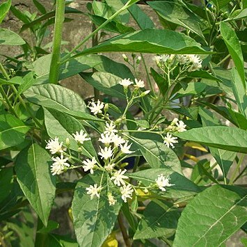 Gymnanthemum extensum unspecified picture