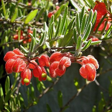 Grevillea saccata unspecified picture