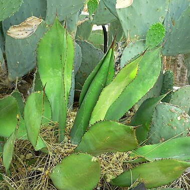 Agave bovicornuta unspecified picture