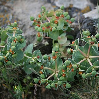 Euphorbia anacampseros unspecified picture